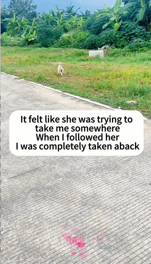 C2509024_Stray dog rescue#dog #dogs #doglove #dogsoftiktok #rescuedog #cutedog…_part2