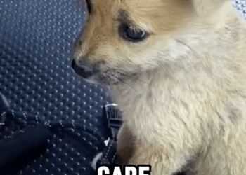 C2509025_lucky puppy was taken home #tiktok #fyp #foryou #dog #cute #res…_part2