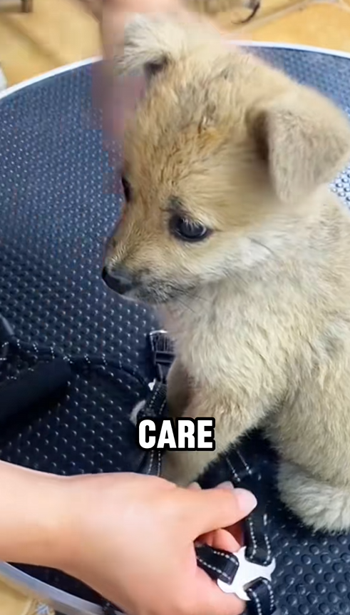 C2509025_lucky puppy was taken home #tiktok #fyp #foryou #dog #cute #res…_part2