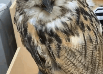 C2509026_kind couple rescued an owl fell into water then…#res…_part2