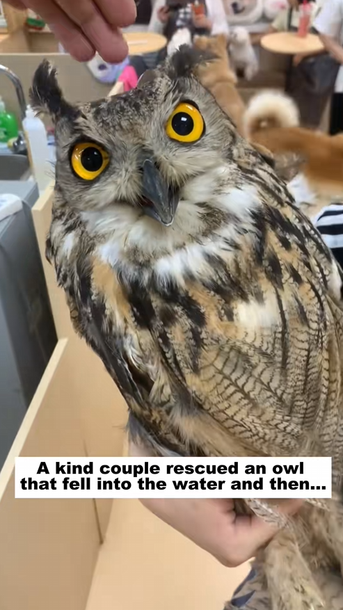 C2509026_kind couple rescued an owl fell into water then…#res…_part2