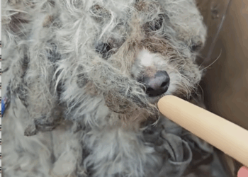 C2509027_Stray dog rescue#dog #dogs #doglove #dogsoftiktok #rescuedog #cutedog_part2