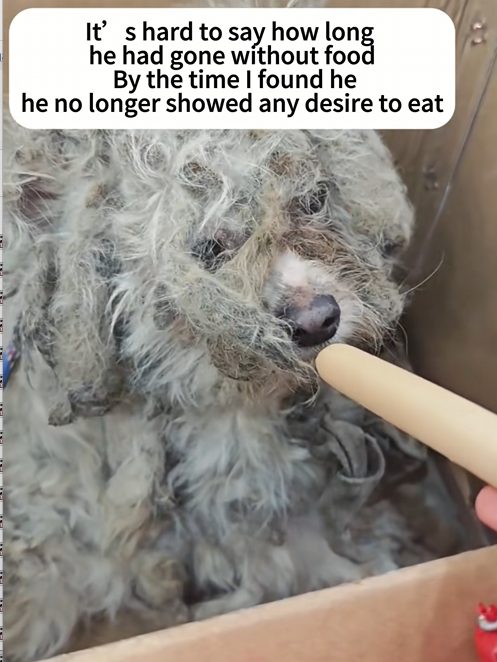 C2509027_Stray dog rescue#dog #dogs #doglove #dogsoftiktok #rescuedog #cutedog_part2