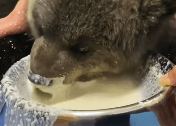 C2509028_kind family rescued an abandoned bear cub on road then…#a…_part2