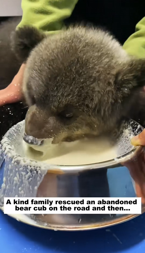 C2509028_kind family rescued an abandoned bear cub on road then…#a…_part2