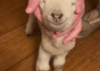 C2509029_kind man found lost lamb helped it return to its mother…#an…_part2