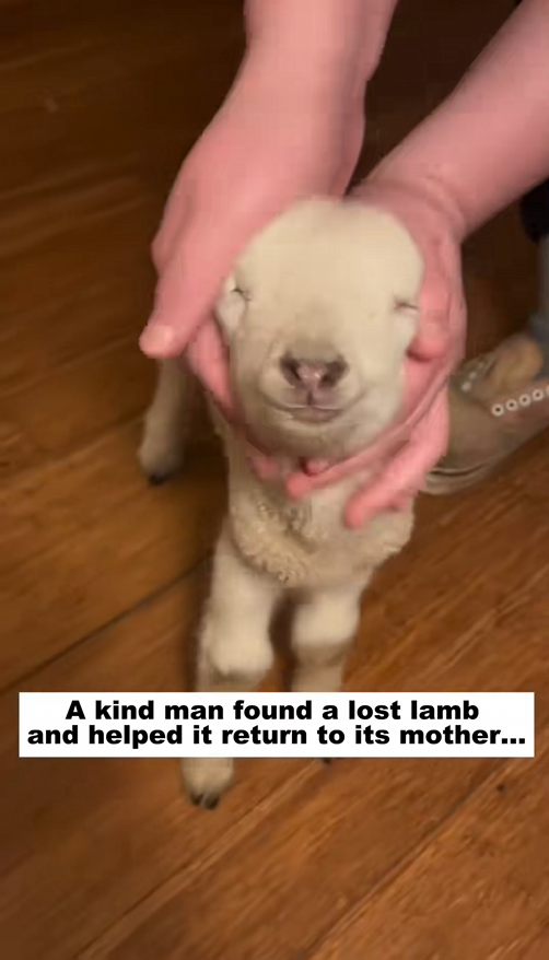 C2509029_kind man found lost lamb helped it return to its mother…#an…_part2