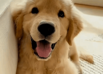 C0609013 The kind boy rescued a seriously ill golden retriever and recorded this_part2