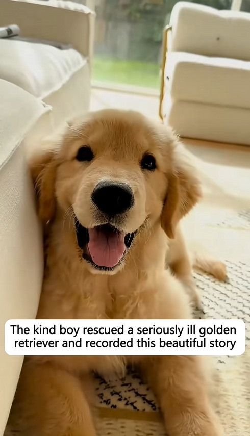 C0609013 The kind boy rescued a seriously ill golden retriever and recorded this_part2