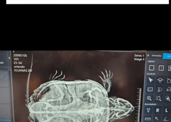 C2509030_kind woman helped turtle was unable to turn over then……_part2