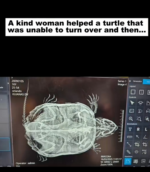 C2509030_kind woman helped turtle was unable to turn over then……_part2
