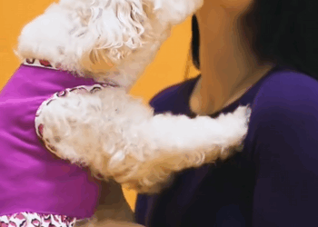 C2609001 dog was fourtunately discovered by man who used crane to rescue._part2