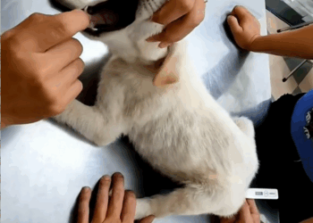 C2609002 puppy wandering on street was adopted by couple._part2