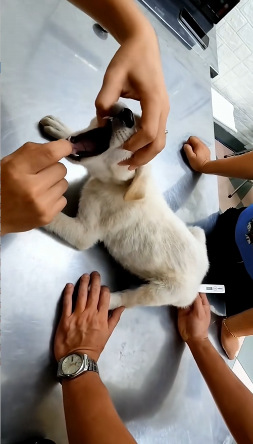 C2609002 puppy wandering on street was adopted by couple._part2