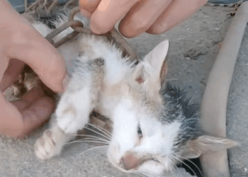 C2609003 Rescue baby cat so poor_part2