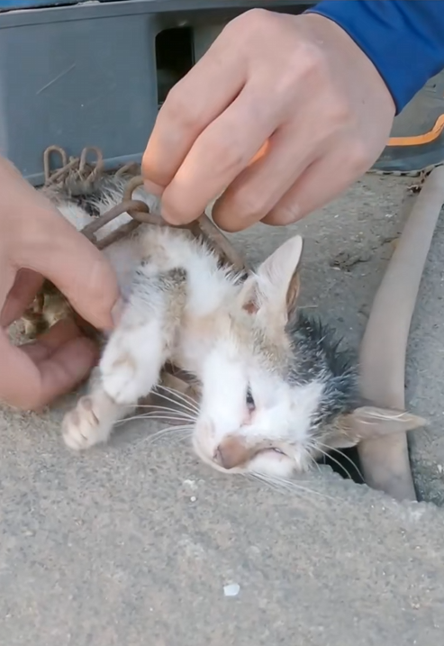 C2609003 Rescue baby cat so poor_part2