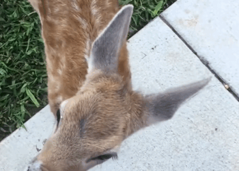 C2609004 Rescue baby deer _part2