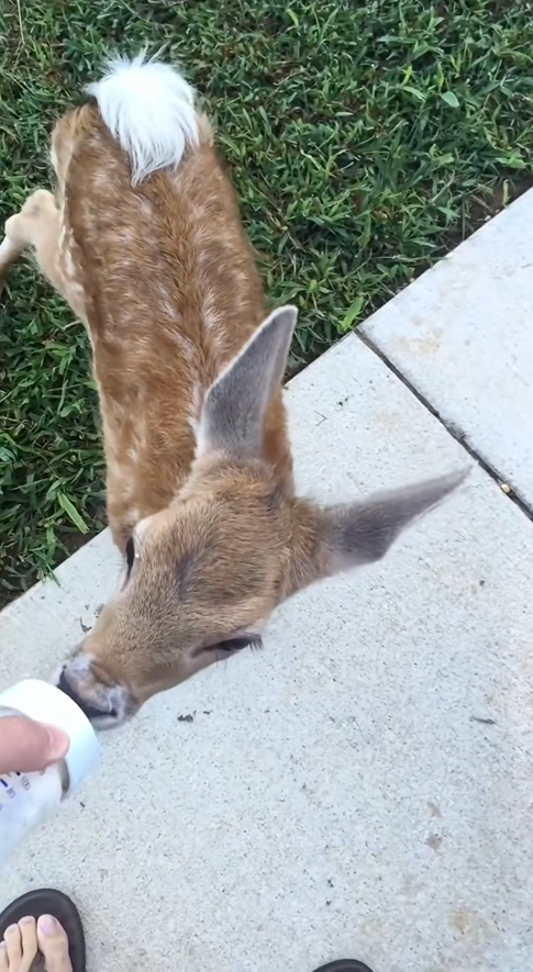 C2609004 Rescue baby deer _part2