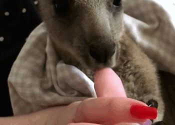 C2609005 Rescue baby kangaroo _part2