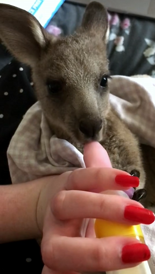 C2609005 Rescue baby kangaroo _part2
