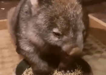 C2609006 Rescue baby wombat_part2