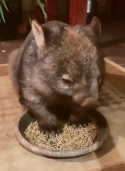 C2609006 Rescue baby wombat_part2