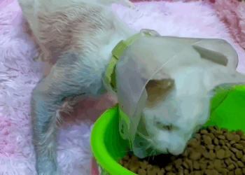 C2609007 Rescue cat_part2