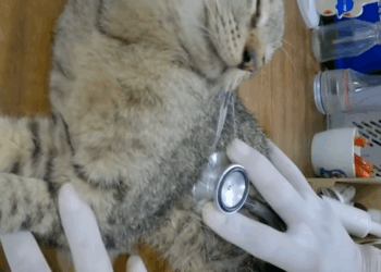 C2609008 Rescue family cat _part2