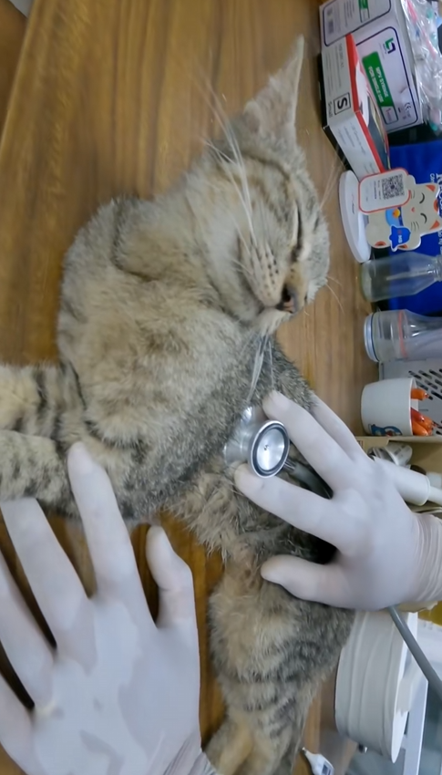 C2609008 Rescue family cat _part2