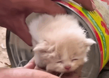 C2609009 Rescue family cat on road _part2