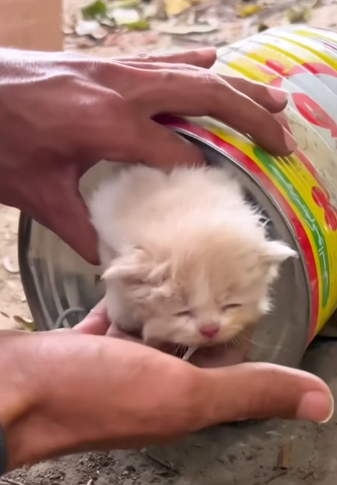 C2609009 Rescue family cat on road _part2