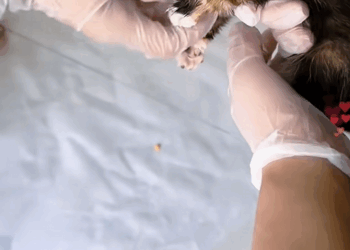 C0609014 The kind girl saved a litter eating kitten and took care of her like _part2