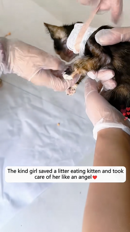 C0609014 The kind girl saved a litter eating kitten and took care of her like _part2