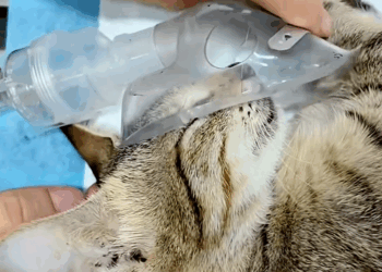 C2609010 Rescue fanily of cats _part2