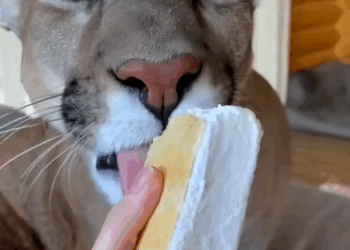 C2609011 Rescue mountain lion _part2