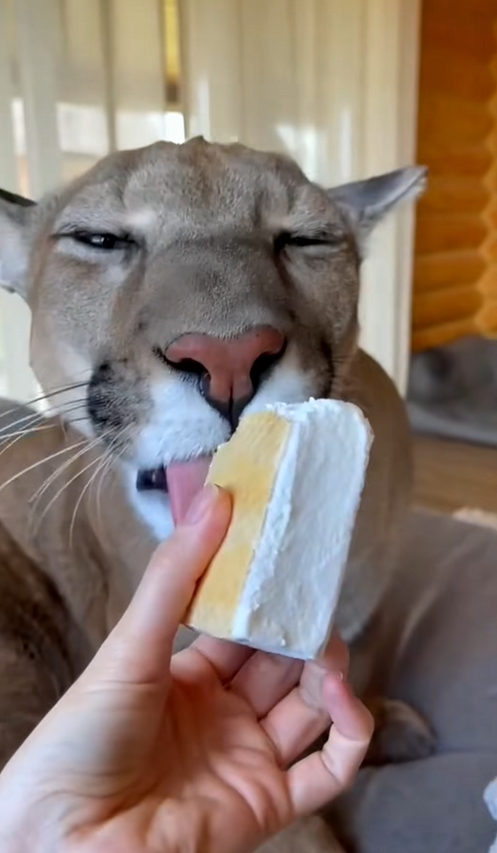 C2609011 Rescue mountain lion _part2
