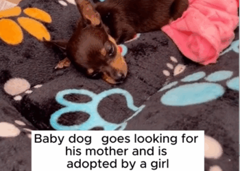 C2609012 Rescue puppy #animals #rescue #rescueanimals #dog _part2