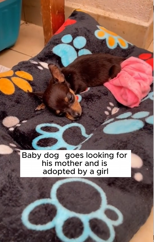 C2609012 Rescue puppy #animals #rescue #rescueanimals #dog _part2