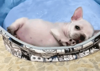 C2609013 Rescue puppy #animals #rescueanimals #rescue_part2