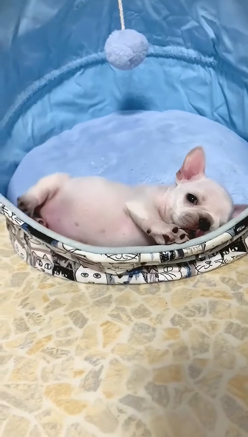 C2609013 Rescue puppy #animals #rescueanimals #rescue_part2
