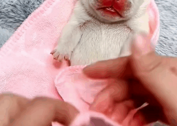 C2609014 Rescue puppy on road ending _part2