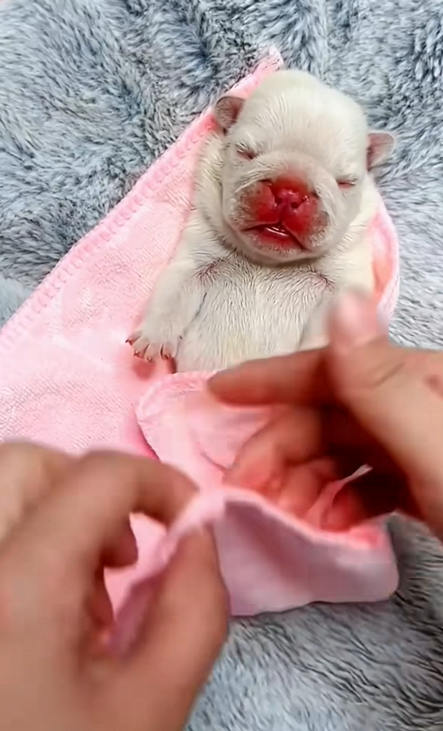 C2609014 Rescue puppy on road ending _part2
