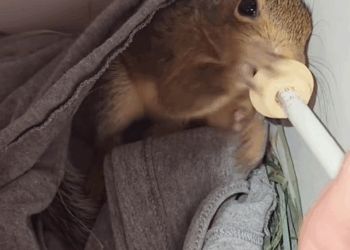 C2609015 woman saved squirrel after painful fall_part2