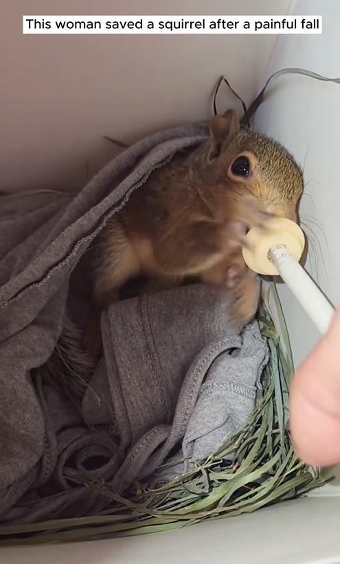 C2609015 woman saved squirrel after painful fall_part2