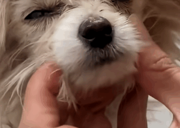 C2709001 If it were you, would you dare stop your car to save such homeless_part2