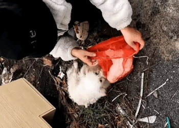 C2709002 If it were you, would you help dog family #rescue #rescuedog_part2