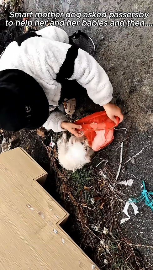 C2709002 If it were you, would you help dog family #rescue #rescuedog_part2