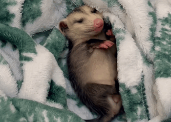 C2709003 kind family rescue baby possum then #rescue #rescueanimals_part2