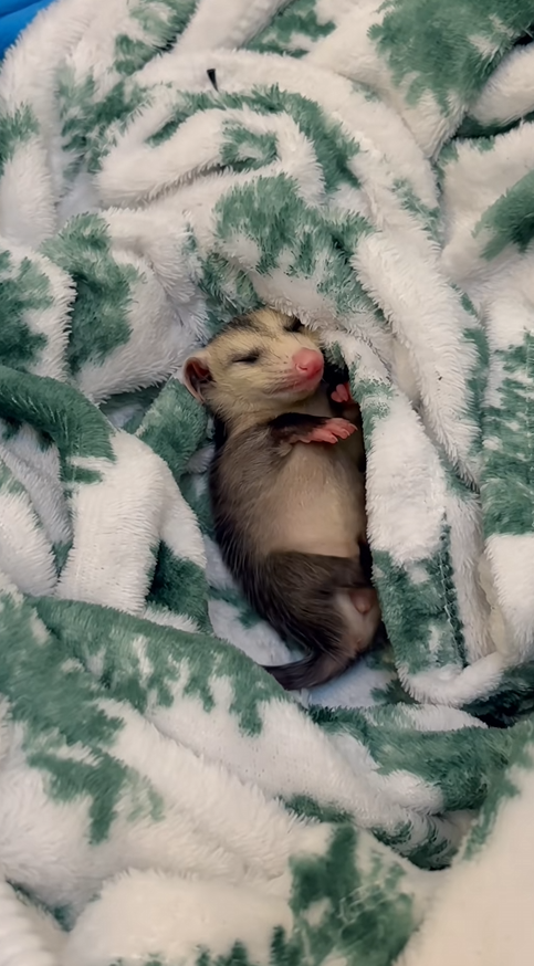 C2709003 kind family rescue baby possum then #rescue #rescueanimals_part2