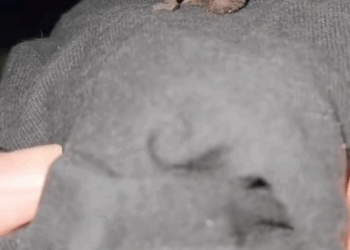 C0709001 came across strange creature lying on the road and it baby part2